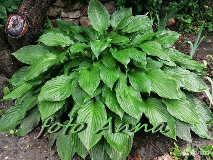 Хосты и папоротник