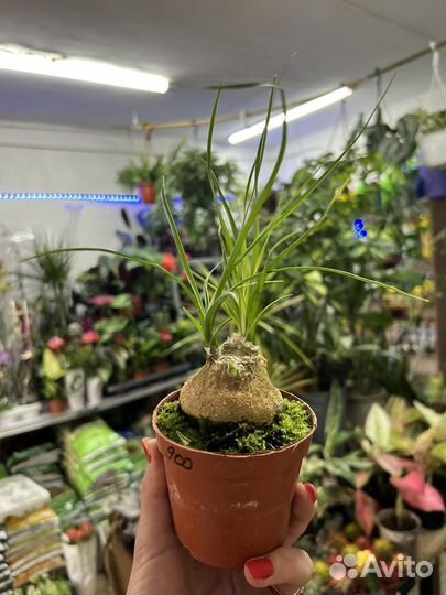 Бокарнея нолина