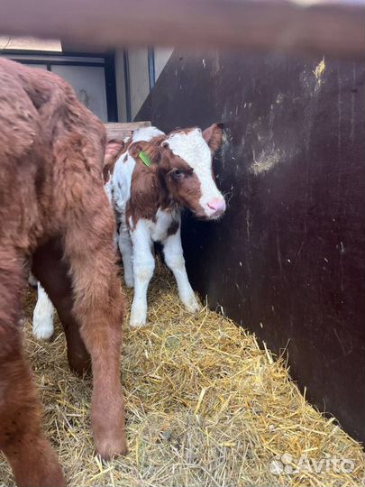 Отборные телята бычки доставка круглый год
