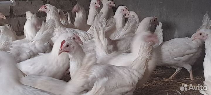 Куры несушки