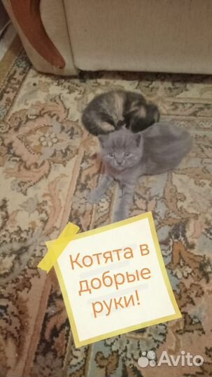 Котята в добрые руки
