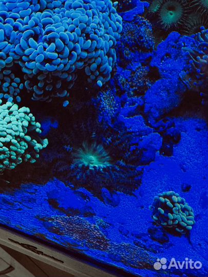 Коррал песчанный анемон, юма, куст (Palythoa)