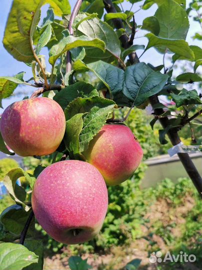Яблони, груши саженцы