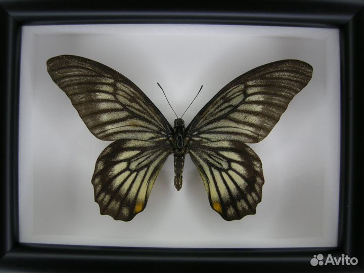 Бабочка в рамке - Graphium antiphates