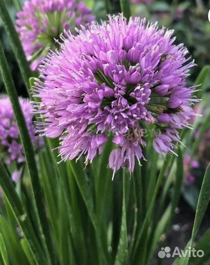 Лук декоративный продаю большими кустами