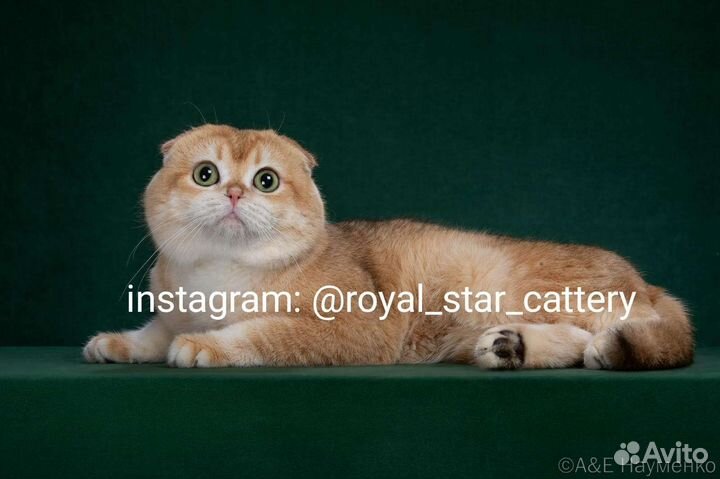 Шотландские золотистые шиншиллы ny 12