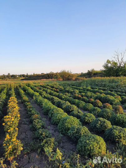 Хризантемы мультифлора