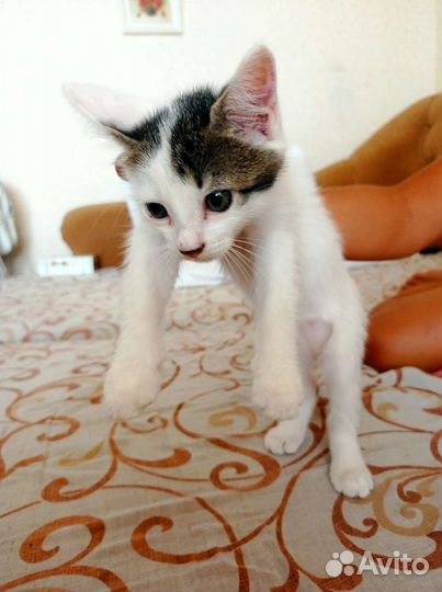 Кошки в добрые руки бесплатно