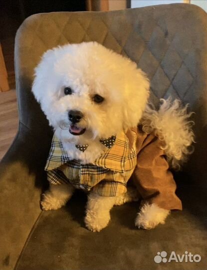 Вещи бу для собак мелких пород