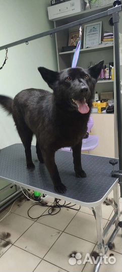 Собака в дар