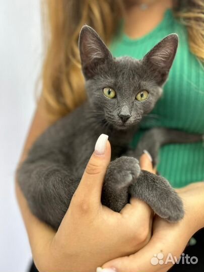 Русская голубая котенок в дар бесплатно