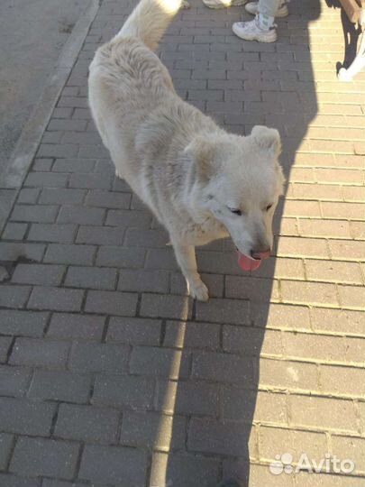 Собака белая метис лайка