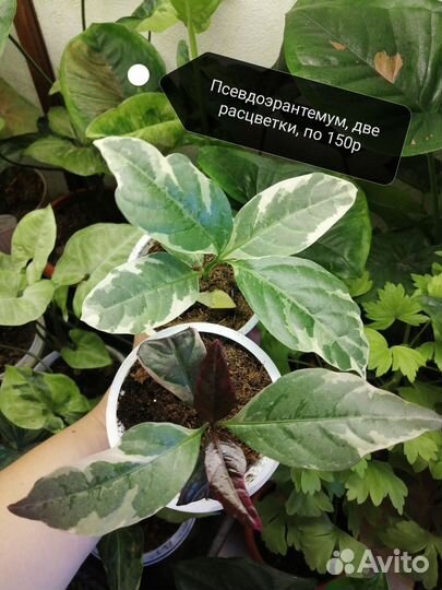 Комнатные растения часть 2