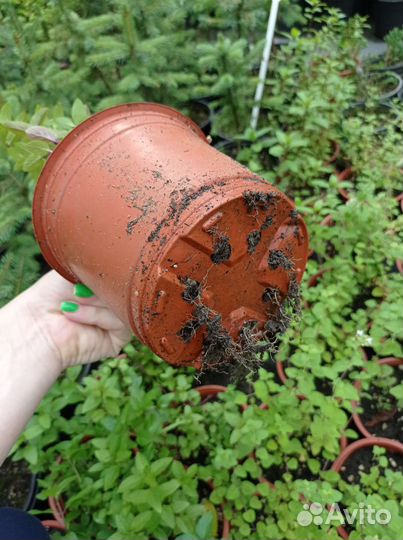 Мята шоколадная и орегано(душица)