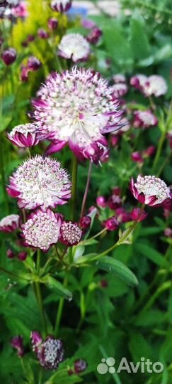 Астранции садовые многолетник