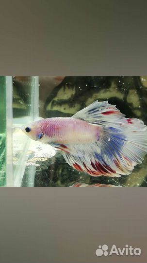 Рыбка петушок