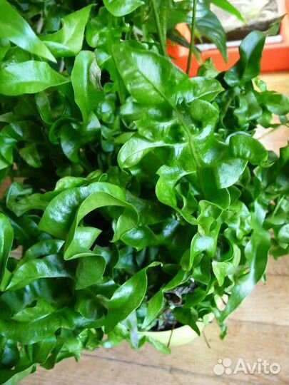 Папоротник Микросорум Зелёная волна