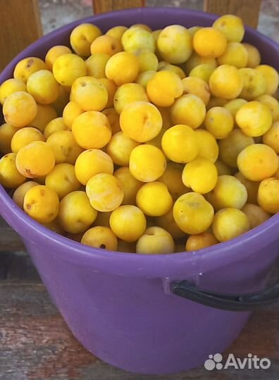 Продам саженцы сливы