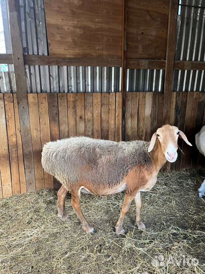 Курдючные бараны овцы Гиссарской породы