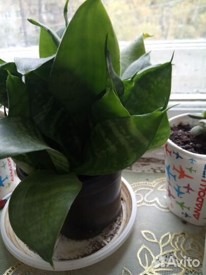 Лимонное дерево