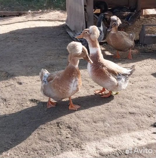 Хохлатые утки семья