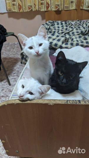 Котята в добрые руки