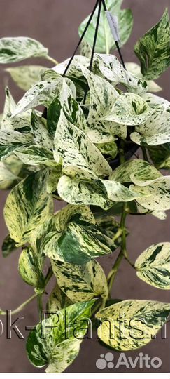 Эпипремнум Марбл Квин и Драцена Лайм