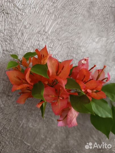 Бугенвиллия почтой