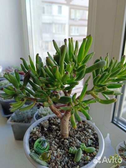 Разные суккуленты от