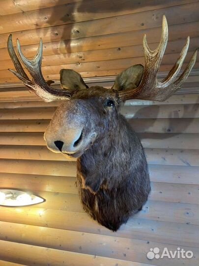 Чучело головы лося