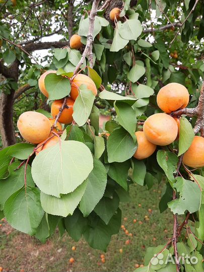 Абрикосы