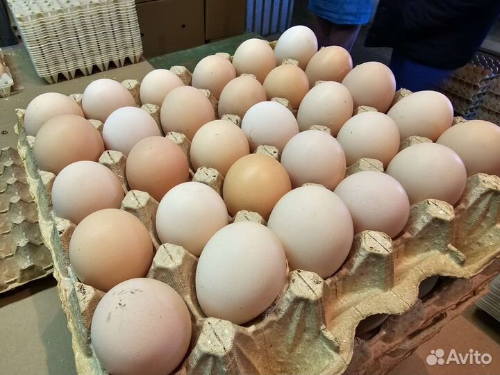 Инкубационное яйцо Смена 9