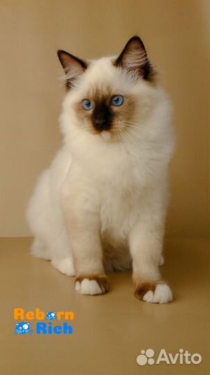 Ragdoll кошки