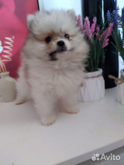 Щенки померанского шпица медвежьего типа