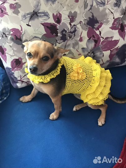 Одежда для маленьких собак