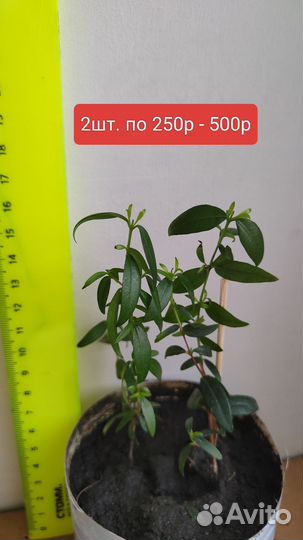 Мирт лечебный, цветущий