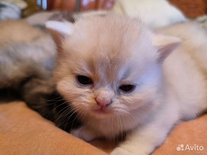 Экзотические