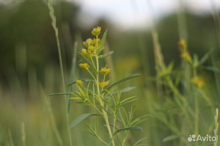 Объективы Гелиос 44-2, Гелиос 44