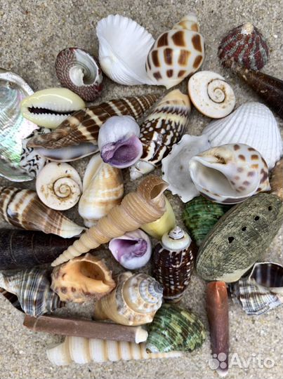 Морские ракушки для игр и коллекции