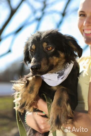 Миниатюрная собака из приюта в добрые руки