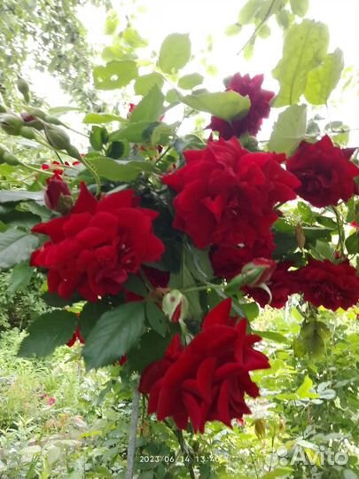 Садовые цветы