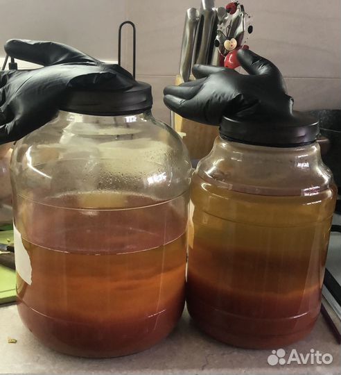 Винный гриб. Индийский морской рис. Чайный гриб