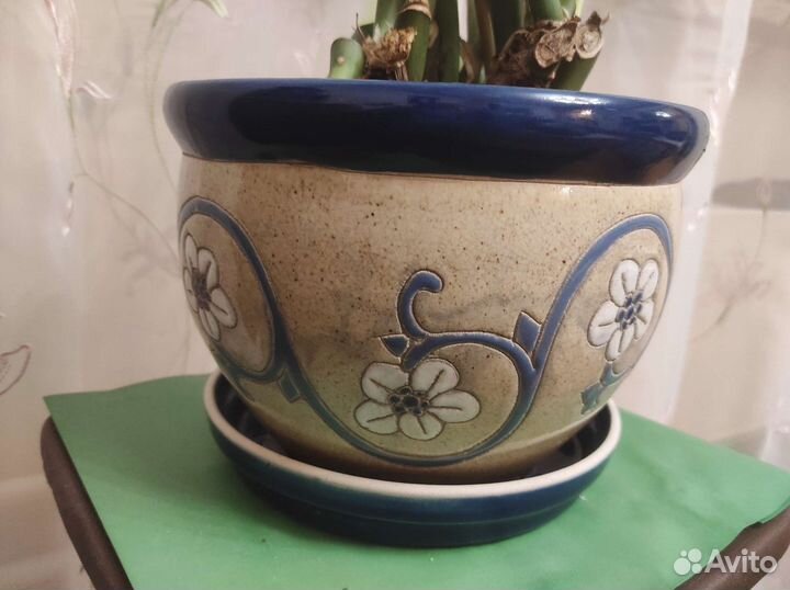 Замиокулькас