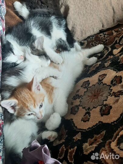 Котята в добрые руки