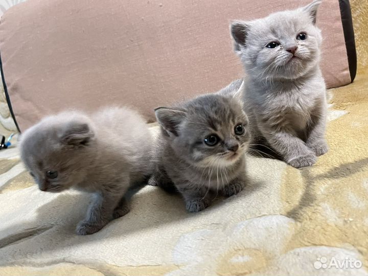 Шотландские котята