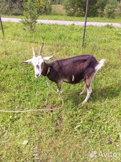 Коза дойная