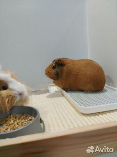 Морская свинка 2 штуки с клеткой