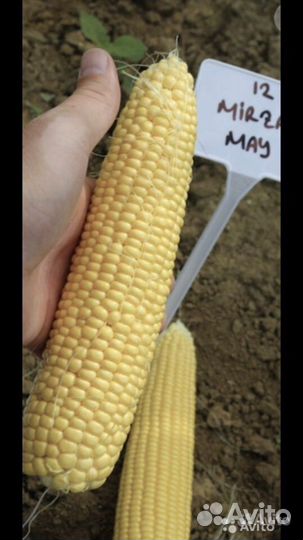 Семена гибридов сладкой кукурузы