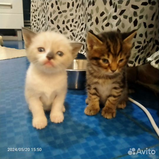 Котята в добрые руки бесплатно