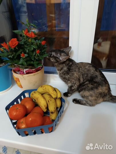 Британски девочки в хорошие руки